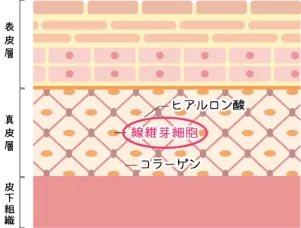 皮膚 光フェイシャル カットハウスひかり