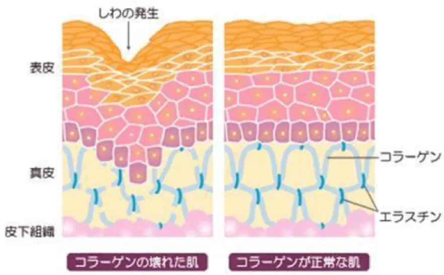 光フェイシャル IPL 肌の状態